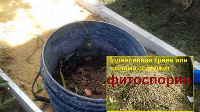 Лучшее удобрение // чем подкормить огурцы и помидоры// чем заменить навоз