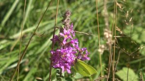 Meijendel RARE Butterfly Hunt: Silver-washed Fritillary (Argynnis paphia) in NatureVlogs