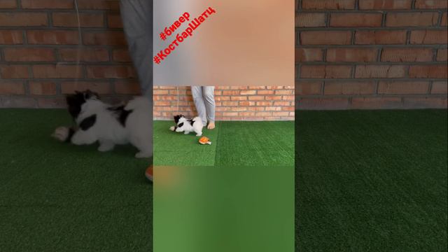 Бивер девочка Костбар Шатц Кассиопея 3 месяца #бивер #dog #doglover #puppy #cute #pet смотреть онлайн