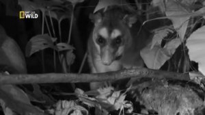 Дикая Бразилия