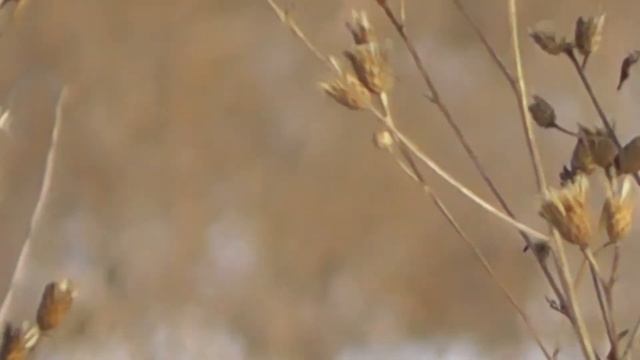 СТАЙКА ЧЕЧЁТОК ОБЫКНОВЕННЫХ(лат. Acanthis flammea) смотреть онлайн