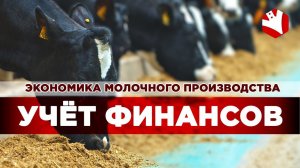 Учет финансов в молочном животноводстве | Экономика молочного животноводства