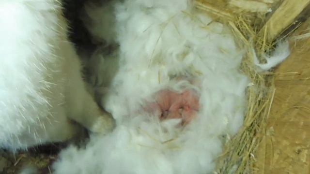 #ОКРОЛ 27 / 10 / 2021 года новорожденные КРОЛЬЧАТА / калифорнийский кролик Мишель + Монарх смотреть онлайн