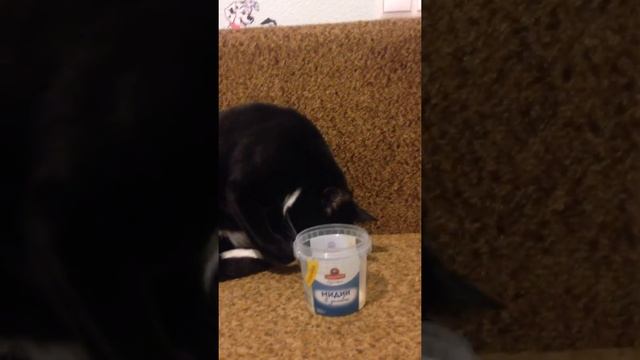 Кот и мидии смотреть онлайн