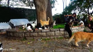 Hundreds of cats and 3-legged cats live in this park | Lucky Paws