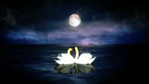 swans footage full hd 1080 -футаж лебеди