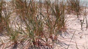 Кинбурнская коса! Как это было?