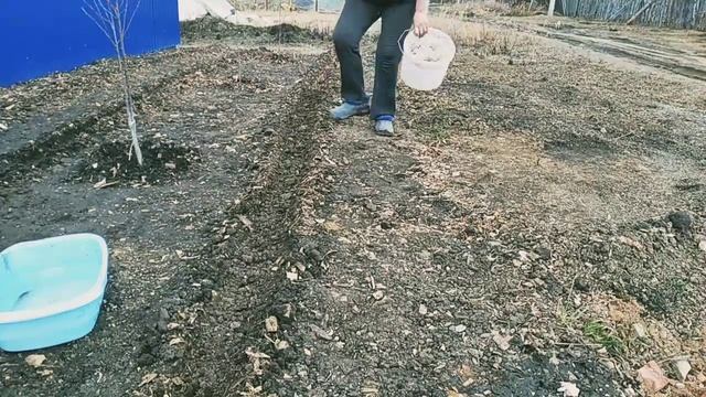 42. Пришла весна. Рассада перерасла.