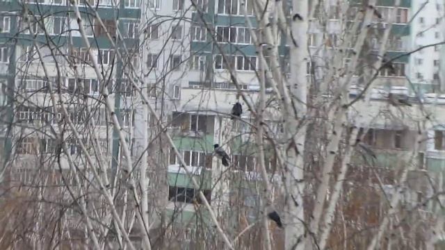 стая серых ворон смотреть онлайн