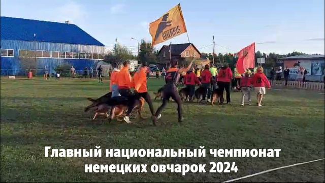 Питомник «Баларис» на Главной выставке немецких овчарок 2024