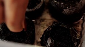 ПРОСТО 100% Вырастить ЦВЕТЫ из Семян. РАССАДА: Как Посадить. Чем ПОЛИВАТЬ