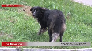 Количество пострадавших от укусов собак детей резко выросло в Иркутской области за последние годы