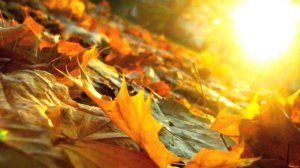 Autumn Leaves by Lana Lane (with lyrics)