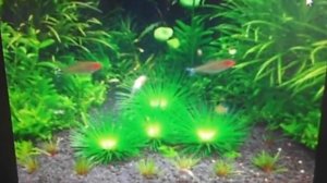 Семена аквариумных растений