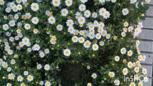 АСМР. Шёпот. Природа Испании.La Pineda.Болталка.