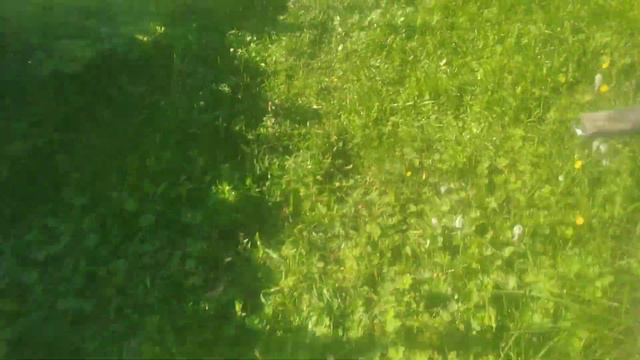 Ежевика Блек Даймонд,1 августа 2023 смотреть онлайн