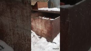 Кот-крысолов.