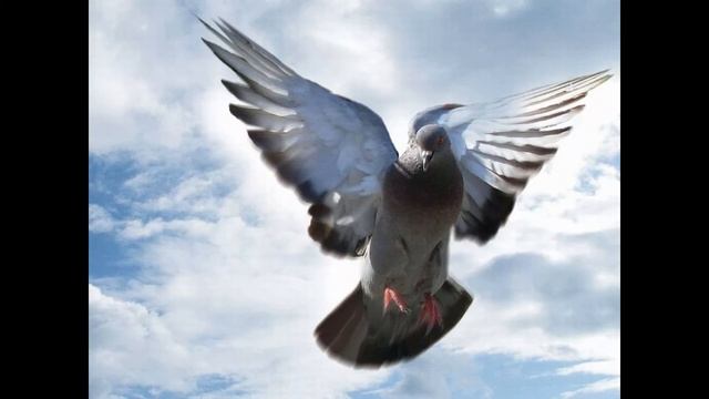 " ГОЛУБ "  Віктор Станіславський. Вірші..