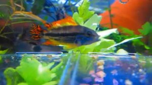 Апистограмма какаду (лат. Apistogramma cacatuoides)