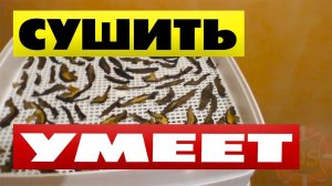 Сушилка для грибов и ягод Дива Люкс отзыв Сушить грибы в электросушилке проще простого