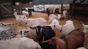 Козы/профилактика кашля