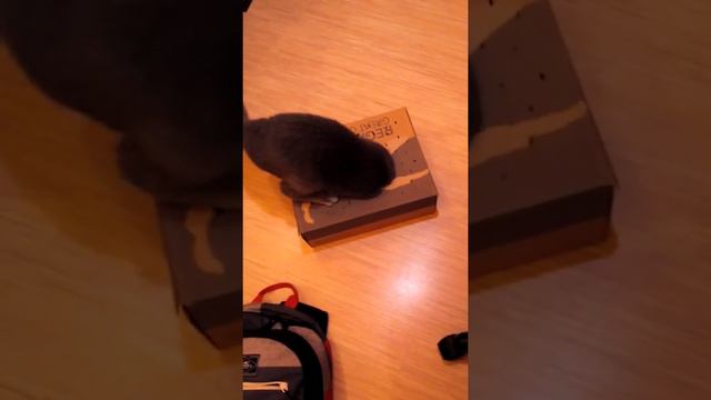 Проект "мучаю кота" N1 достал конфету смотреть онлайн