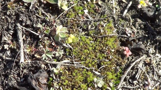 Наблюдения натуралиста. Дюймовый Мир под ногами.