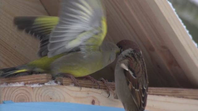 Зеленушка (Chloris chloris) - European greenfinch | Film Studio Aves