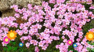 Проломник пурпурно-красный. Краткий обзор, описание характеристик, где купить androsace carnea