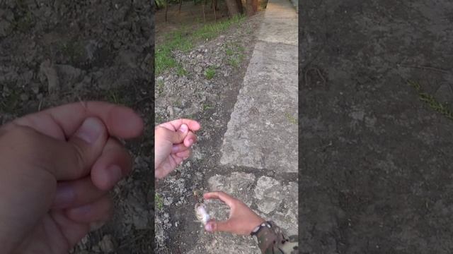 ОКУНЬ НА ВЕРТУШКУ