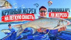 ЭТО НУЖНО ВИДЕТЬ! ЛУЧШАЯ ПРИМАНКА НА ЖЕРЕХА!