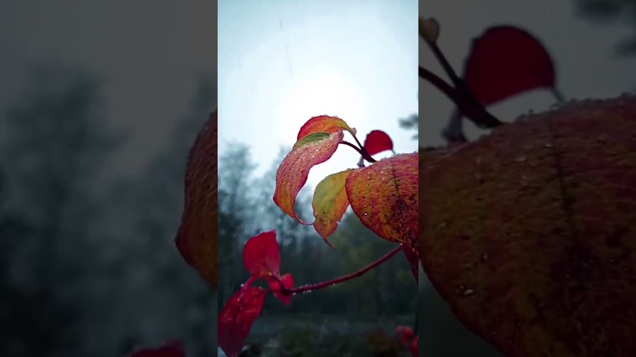 О погоде на 26 октября Лазаревское : Днем +19°...+21° Небольшой дождь #shorts #sochi смотреть онлайн