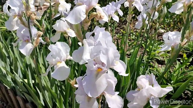 Моя любимая дача 6 июня 2023 г/ Что цветёт в начале июня смотреть онлайн