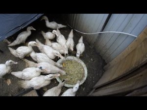 Как приготовить вкусный корм уткам мулардам