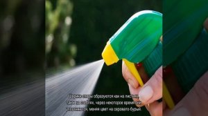 Болезни настурции — почему желтеют листья