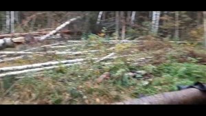 Кировский каракат ПОЧТИ ШЕРП штурмует бездорожье/ Поездка на охоту