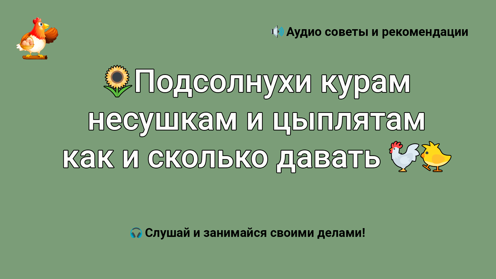 Подсолнух курам