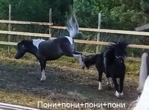Стабунивание пони кобыл и жеребца