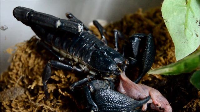 עביד הודי ענק אוכל וולדה - Heterometrus swammerdami eats a pinkey смотреть онлайн