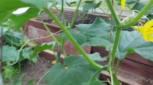 Огурцы, сравниваем три сорта - Зозуля, Ванька-Встанька и Кураж.(1) Альтернатива капельному поливу.