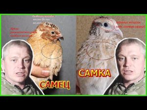 Как различать маньчжурских перепелов самца от самки Зауральское подворье