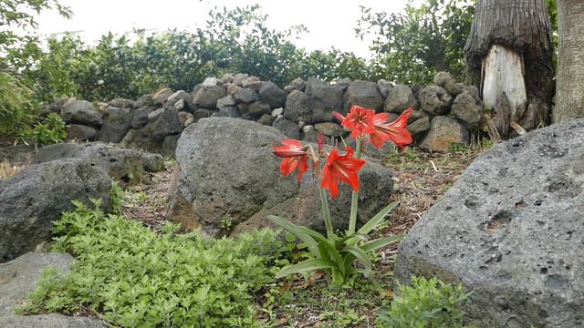 1분묵상영상_아마릴리스가 있는 정원 смотреть онлайн