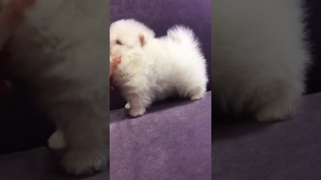 Белые шпицы померанцы, мальчик и девочка