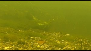 Freshwater fish in the River Wensum (Norwich) Underwater wildlife film