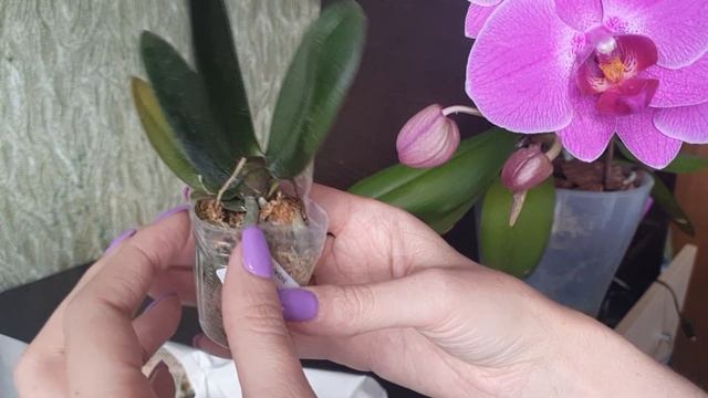 распаковка. Новые малыши с ОЗОН ♥️ #орхидеи #азиатскиеорхидеи #детки1,7