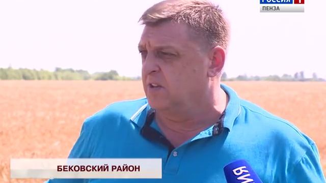Пензенские аграрии убрали почти четверть посевных площадей смотреть онлайн