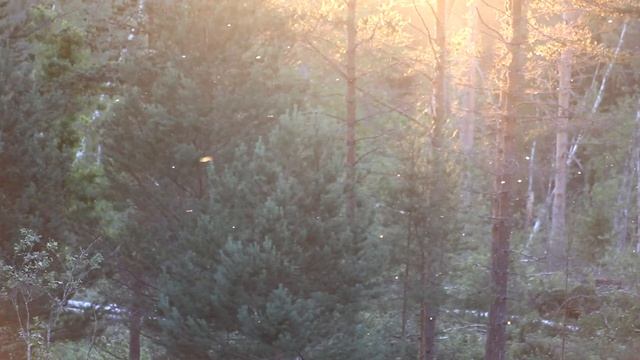 Пение лесных птиц на закате. Закат на речке. Тверская область