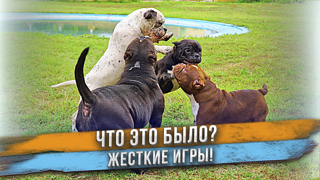 Этих собак невозможно успокоить!