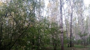 Звуки природы