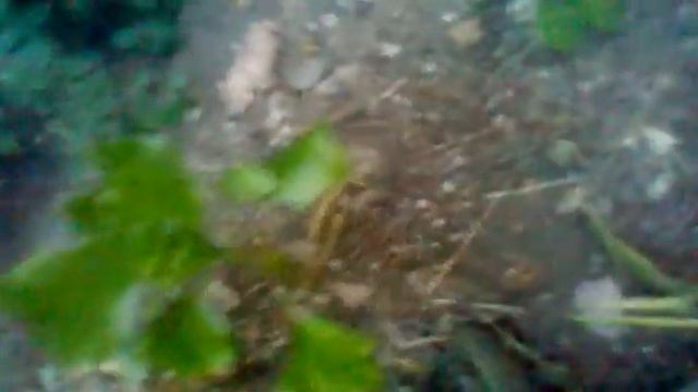 гнилой пень тополя отростает смотреть онлайн